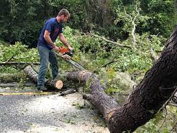 Best Tree Preservation Services  in Sutter, CA