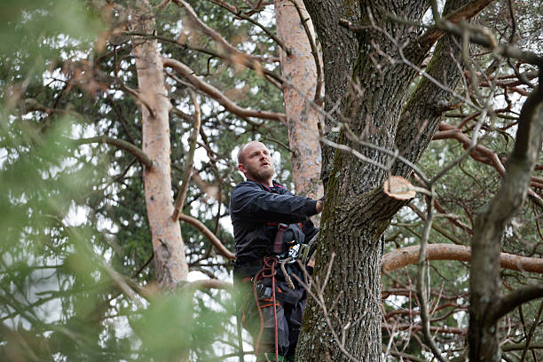 Trusted Sutter, CA Tree Services Experts