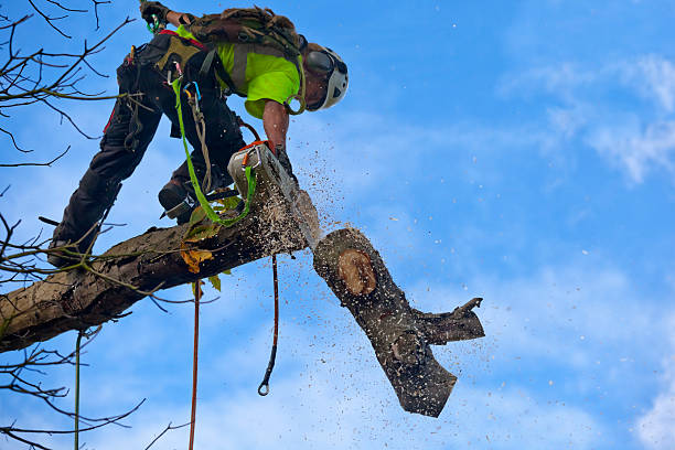 Mulching Services in Sutter, CA